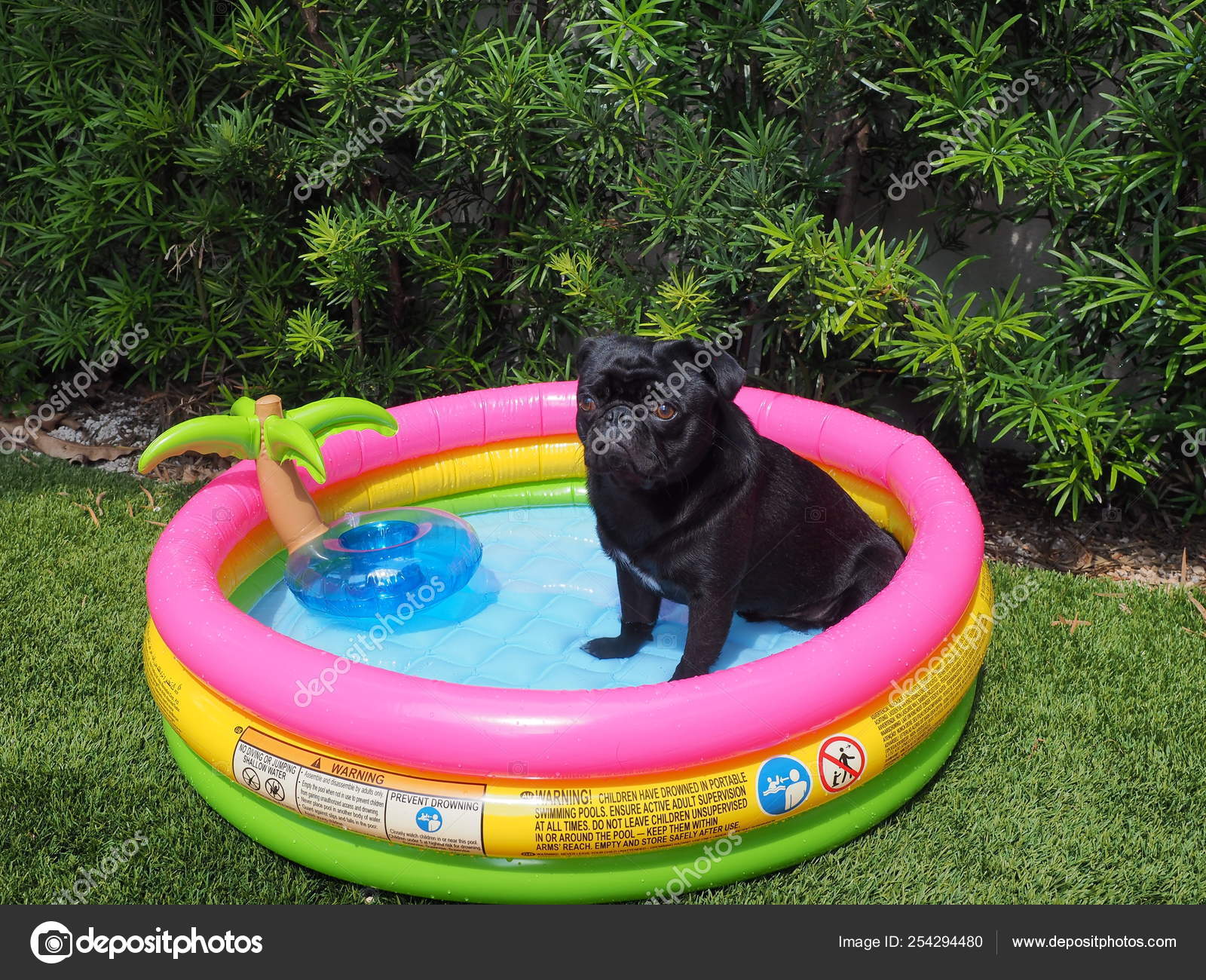 pug inflatable pool