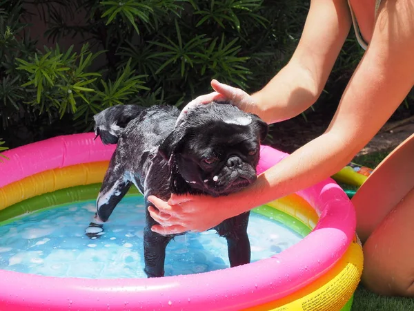 Mulher nova que banha seu Pug preto em uma associação inflável colorida . — Fotografia de Stock