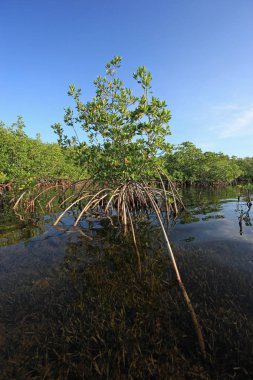 Kart ses, Florida sığ suda Mangrove ağaçları.