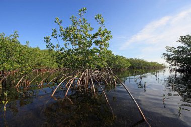 Kart ses, Florida sığ suda Mangrove ağaçları.