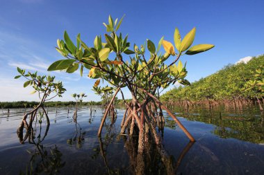 Kart ses, Florida genç Mangrove ağaçları.