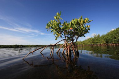 Kart ses, Florida genç Mangrove ağaçları.
