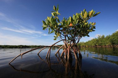 Kart ses, Florida genç Mangrove ağaçları.