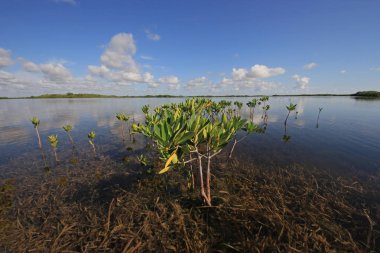 Kart ses, Florida genç Mangrove ağaçları.