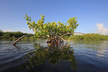 Kart ses, Florida genç Mangrove ağaçları.