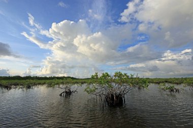 Mangrove ağaçlar ve Barnes Sound, Florida içinde Clear.