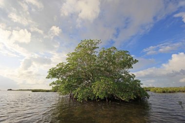 Mangrove ağaçlar ve Barnes Sound, Florida içinde Clear.