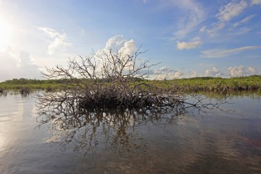 Ölü Mangrove ve Barnes Sound, Florida Clear.