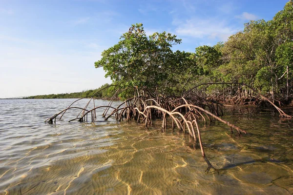 Manglares en aguas poco profundas en Card Sound, Florida . — Foto de Stock