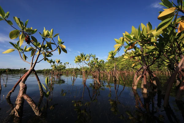 Mladé mangrovové stromy v kartách Sound, Florida. — Stock fotografie