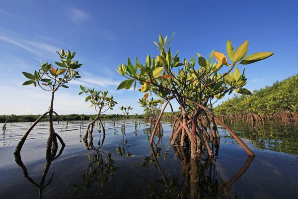 Mladé mangrovové stromy v kartách Sound, Florida. — Stock fotografie