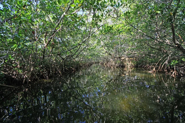 Mangrovový tunel v zvukové kartě, Florida. — Stock fotografie