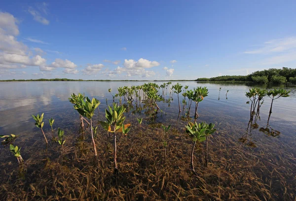 Jóvenes árboles de manglar en Card Sound, Florida . — Foto de Stock