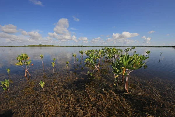 Jóvenes árboles de manglar en Card Sound, Florida . — Foto de Stock