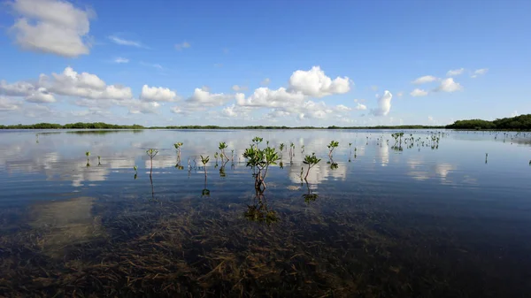 Giovani alberi di mangrovie a Card Sound, Florida . — Foto Stock