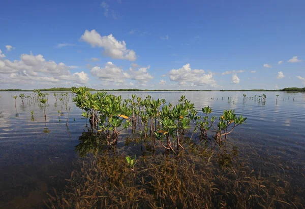 Jóvenes árboles de manglar en Card Sound, Florida . — Foto de Stock