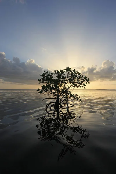 Lone Mangrove at sunrise in Card Sound, Florida.