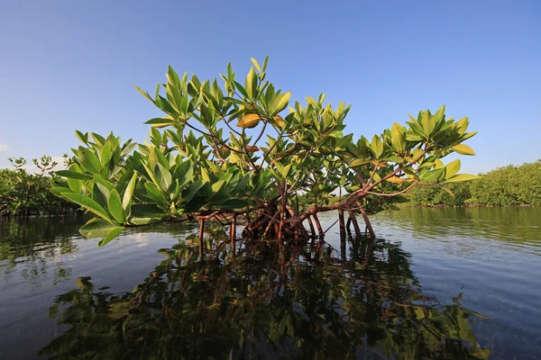 Mladé mangrovové stromy v kartách Sound, Florida. — Stock fotografie