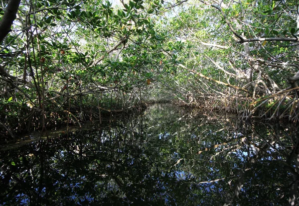 Mangrovový tunel v zvukové kartě, Florida. — Stock fotografie