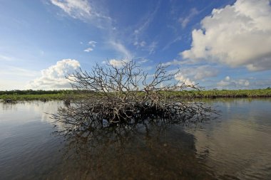 Ölü Mangrove ve Barnes Sound, Florida Clear.