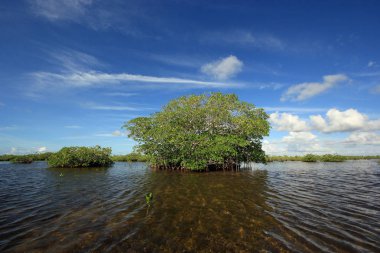 Mangrove ağaçlar ve Barnes Sound, Florida içinde Clear.