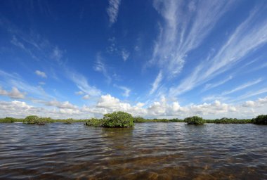 Mangrove ağaçlar ve Barnes Sound, Florida içinde Clear.