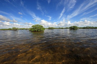 Mangrove ağaçlar ve Barnes Sound, Florida içinde Clear.