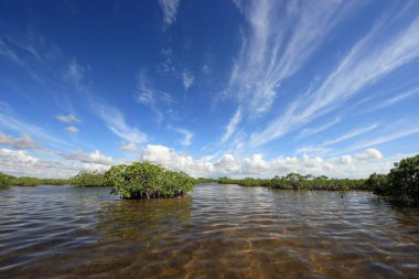 Mangrove ağaçlar ve Barnes Sound, Florida içinde Clear.