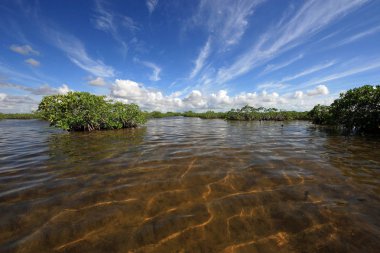 Mangrove ağaçlar ve Barnes Sound, Florida içinde Clear.