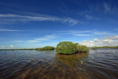 Mangrove ağaçlar ve Barnes Sound, Florida içinde Clear.