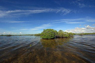 Mangrove ağaçlar ve Barnes Sound, Florida içinde Clear.
