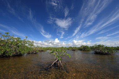 Mangrove ağaçlar ve Barnes Sound, Florida içinde Clear.
