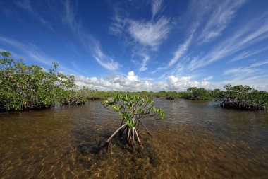 Mangrove ağaçlar ve Barnes Sound, Florida içinde Clear.