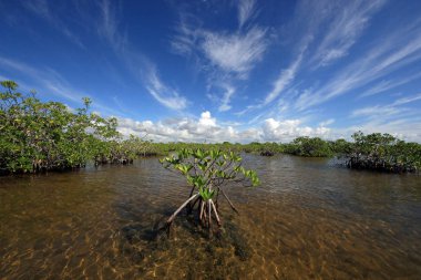 Mangrove trees and cloudscape in Barnes Sound, Florida.
