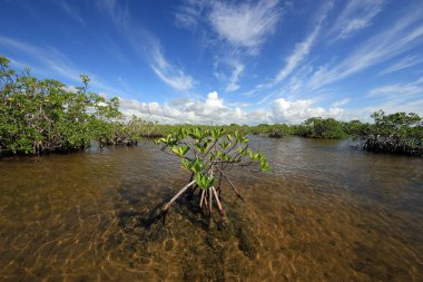 Mangrove ağaçlar ve Barnes Sound, Florida içinde Clear.