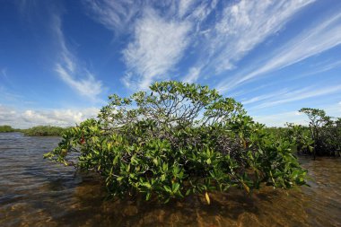 Mangrove ağaçlar ve Barnes Sound, Florida içinde Clear.