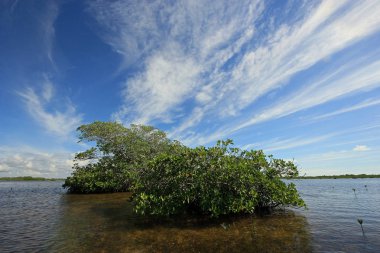Mangrove ağaçlar ve Barnes Sound, Florida içinde Clear.