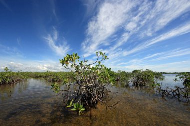 Mangrove ağaçlar ve Barnes Sound, Florida içinde Clear.