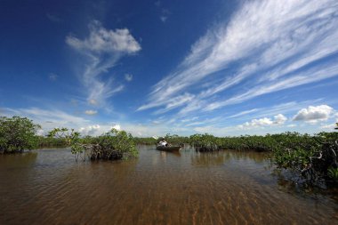 Mangrove ağaçlar ve Barnes Sound, Florida içinde Clear.