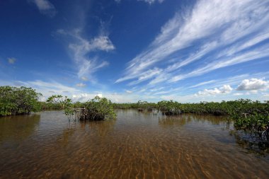 Mangrove ağaçlar ve Barnes Sound, Florida içinde Clear.