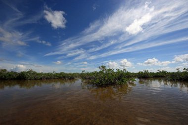 Mangrove ağaçlar ve Barnes Sound, Florida içinde Clear.