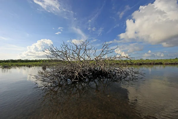 Dead Mangrove and cloudscape in Barnes Sound, Florida. — Stock Photo, Image