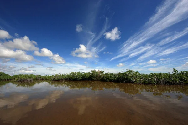 Mangrove ağaçlar ve Barnes Sound, Florida içinde Clear.