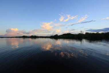 Barnes Sound, Florida Mangrove ağaçları.