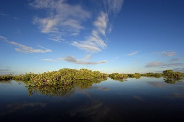 Barnes Sound, Florida Mangrove ağaçları.