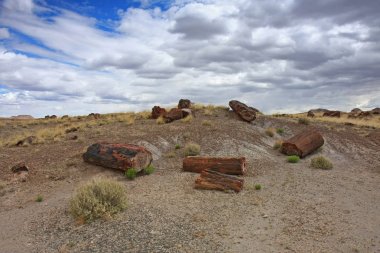 Petrified orman Milli Parkı, Arizona 'da Petrified ahşap gövdeleri.