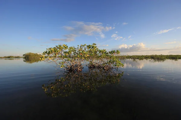 Manglares de Barnes Sound, Florida . — Foto de Stock