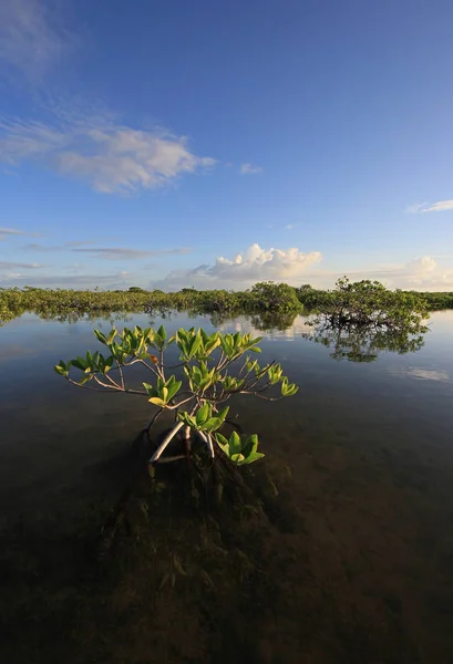 Alberi di mangrovie di Barnes Sound, Florida . — Foto Stock