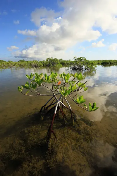 Alberi di mangrovie di Barnes Sound, Florida . — Foto Stock