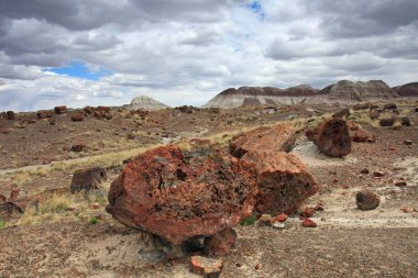 Petrified orman Milli Parkı, Arizona 'da Petrified ahşap gövdeleri.